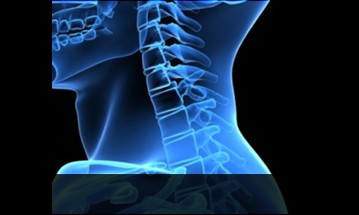 neck
