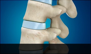 spine