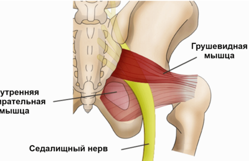 1. Грушевидная мышца-это мышца берущая начало от крестца и крепляется к бедренной кости, между которой проходит седалищный нерв.