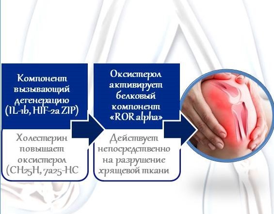 Холестерин является виновником дегенеративного артрита ?! Совместная исследовательская группа профессора Чон Чансу из Института науки и технологии Кванджу и профессора Ю Чэхван из Национального университета Чоннам впервые открыла факты о том, что холестерин вызывает дегенеративный артрит. Холестерин, как один из компонентов жира, необходим для поддержания нашего организма, однако когда его количество превышает норму, могут быть вызваны атеросклероз и другие сосудистые заболевания. Исследовательская группа также подтвердила факты о том, что холестерин проникает намного больше в дегенеративный хрящ в более аномальной форме, в сравнении с нормальным хрящом, повышенный уровень холестерина вызывает дегенеративный артрит через ряд процессов. Если внимательно посмотрите на процесс, повышенный уровень холестерина в дегенеративном хряще преобразуется в оксистерол с помощью фермента гидроксид холестерина (CH25H, CYP7B1). Оксистерол активирует белковый компонент под названием «ROR alpha», который действует непосредственно на разрушение хрящевой ткани. В конце концов, когда увеличивается приток холестерина в суставной хрящ, хрящевая ткань разрушается, что может вызвать дегенеративный артрит. Исследовательская группа сказала: «Дегенеративный артрит – это не просто сопутствующее заболевание, связанное со старением, но также является метаболическим заболеванием, вызываемое метаболическим процессом холестерина, таким как атеросклероз». Исходя из результатов данных исследований ожидается, что дегенеративный артрит может быть уменьшен, если будут разработаны медицинские препараты, которые будут блокировать приток холестерина, подавлять метаболизм холестерина и ингибировать активность ROR-альфа. * Данное исследование было опубликовано в международном научном журнале Nature.