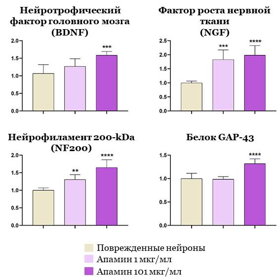 Кроме того, данное исследование показало, что апамин способствует экспрессии генов и белков, связанных с регенерацией нервов. После обработки апамином поврежденных кортикальных нейронов, был проведен анализ на предмет значительного увеличения экспрессии NF200 (нейрофиламент 200-kDa), одного из генов, связанных с регенерацией клеток, и белка GAP-43 (Growth Associated Protein-43), выполняющий важную роль в регенерации нервов. Доктор Ким Хёнсон, первый автор статьи и старший научный сотрудник НИИ Часэн, сказал: «Данное научное исследование в будущем можно использовать в качестве важных базовых данных для определения направления лечения при использовании фармакопунктуры пчелиного яда для пациентов со спинальными и неврологическими заболеваниями», а также добавил: « Благодаря дополнительным исследованиям апамин может стать многообещающим кандидатом медицинской материи для лечения сопутствующих заболеваний».