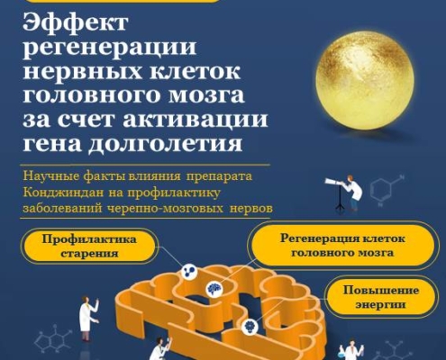 Публикация в международном академическом журнале Nutrients класса SCI: Регенерация нервных клеток головного мозга и омолаживающий эффект травяного препарата «Часэн Конджиндан» Конджиндан – травяной лекарственный препарат, в состав которого входят 10 лечебных трав, такие как мускус, панты оленя, корень дудника многообразного, кизил и другие травы. Препарат широко используется в качестве растительного лекарственного средства для лечения антиоксидантов, связанных со старением, в качестве противовоспалительного средства, для лечения подавления хронической усталости, улучшения памяти, повышения иммунитета, сердечно-сосудистых заболеваний, алкогольного гепатита, слабоумия легкой степени и анемии. Однако публике он больше знаком как «драгоценное лекарство для императора», которое согласно истории преподносилось китайской императорской семье. В целях научного исследования профилактического эффекта препарата «Конджиндан» при неврологических заболеваниях за последнее время были проведены различные исследования и, в частности, увеличилось количество исследований по эффекту снятия усталости и улучшения памяти. Однако, до сих пор не было проведено ни одного исследования, которое четко раскрывало бы механизм, с помощью которого препарат «Конджиндан» регенерирует зрелые нервные клетки. Соответственно, НИИ Часэн (заведующий Ха Инхёк) провел исследование с целью определения эффекта регенерации нервов и механизма препарата «Конджиндан». В данном исследовании влияние препарата «Конджиндан» на активацию вещества сиртуин 1 (Sirtuin1, Sirt1), участвующего в регенерации черепных нервов, оценивалось с использованием различных инструментов измерения. ** Сиртуин - наименование гена долголетия, связанного со старением и продолжительностью жизни, открытого профессором Массачусетского технологического института Леонардом Гаренти в 2000 году. Результат 01) Активация гена долголетия (сиртуин 1) Когда поврежденные перекисью водорода нейроны коры головного мозга обрабатывались препаратом «Конджиндан», активировался ген долголетия сиртуин 1 и увеличивалась экспрессия фактора роста нервов (NGF) и нейротрофического фактора головного мозга (BDNF). Результат 02) Подтверждение стимулирования роста нервных клеток головного мозга Когда поврежденные перекисью водорода кортикальные нервные клетки подвергались резонансной обработке препаратом «Конджиндан», активация вещества сиртуина 1, важного передатчика сигнала для регенерации нервных клеток головного мозга, способствовала росту нервных аксонов (ветвь, отходящая от клеточного тела нервной клетки, которая выполняет роль передачи информации). Результат 03) Подтверждение регенерации нервных клеток коры головного мозга Когда поврежденные перекисью водорода кортикальные нервные клетки подвергались резонансной обработке препаратом «Конджиндан», увеличивалось количество живых черепных нейронов. В настоящее время в Корее не проведено ни одного исследования, которое прямо доказывало бы актуальность нейропротекторного и регенеративного действия препарата «Конджиндан». Однако НИИ Часэн раскрыл важные факты о том, что препарат «Конджиндан» помогает защитить и регенерировать поврежденные нервные клетки головного мозга за счет активации вещества сиртуин 1, гена долголетия. Данная научно-исследовательская работа получила признание за свою ценность и была опубликована в последнем выпуске международного академического журнала Nutrients класса SCI.
